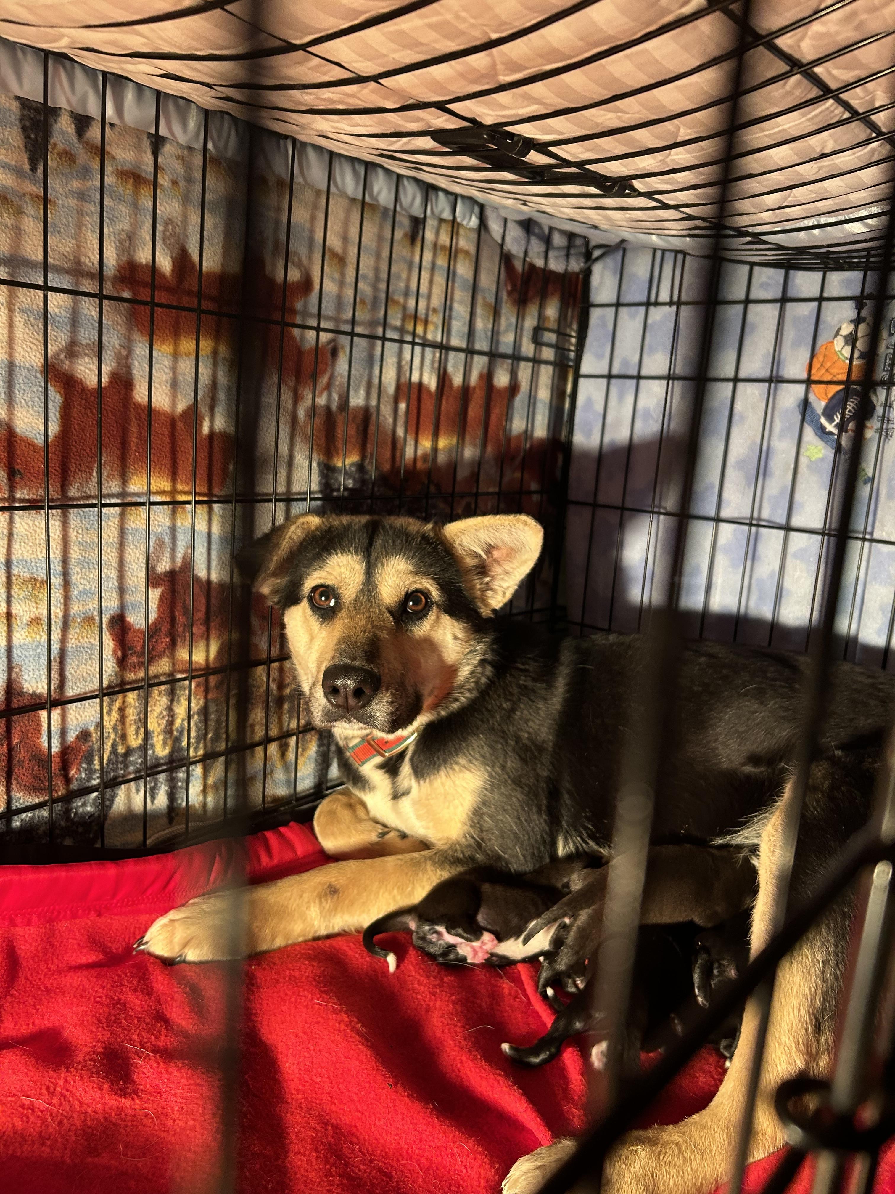 Enlarge Tikvah, a Adoptable mixed breed in Hardin, MT image 3/6