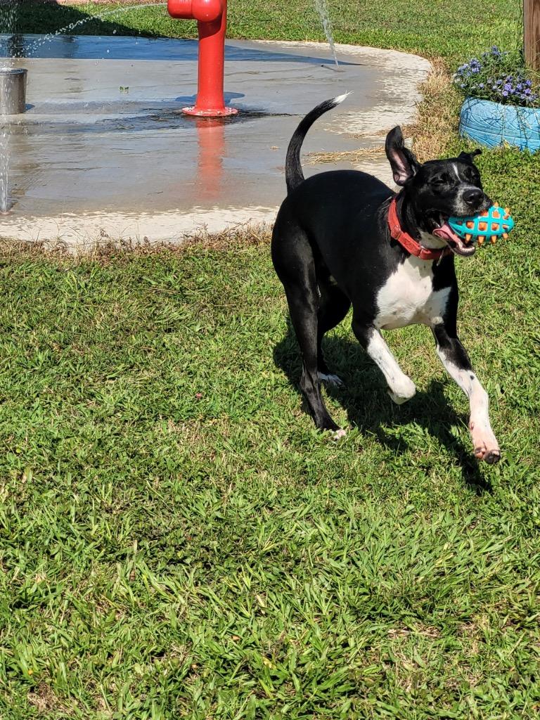 Cancun, Adoptable, Adult Male Mixed Breed.