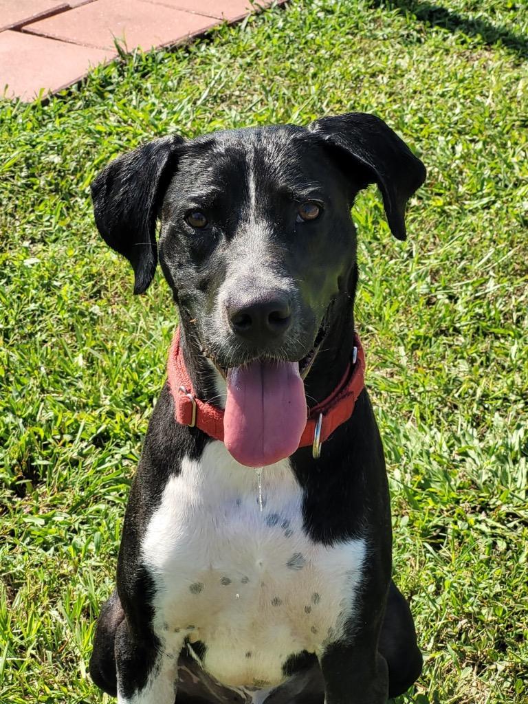 Enlarge Cancun, a Adoptable Mixed Breed in Ocala, FL image 3/6