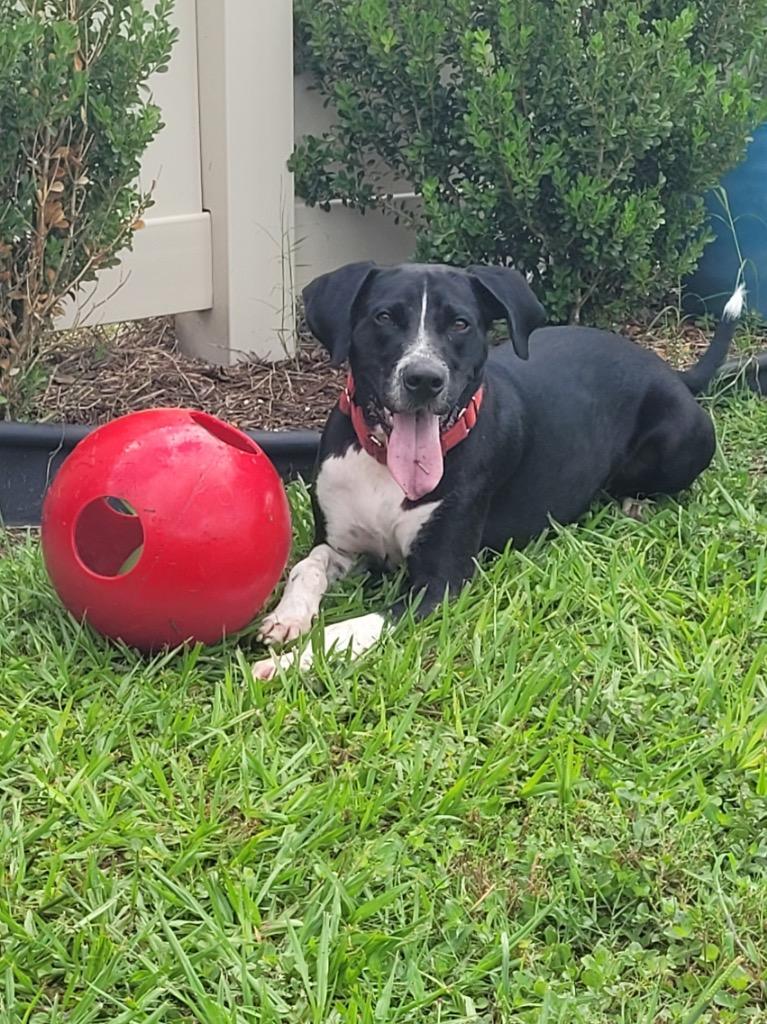 Enlarge Cancun, a Adoptable Mixed Breed in Ocala, FL image 4/6