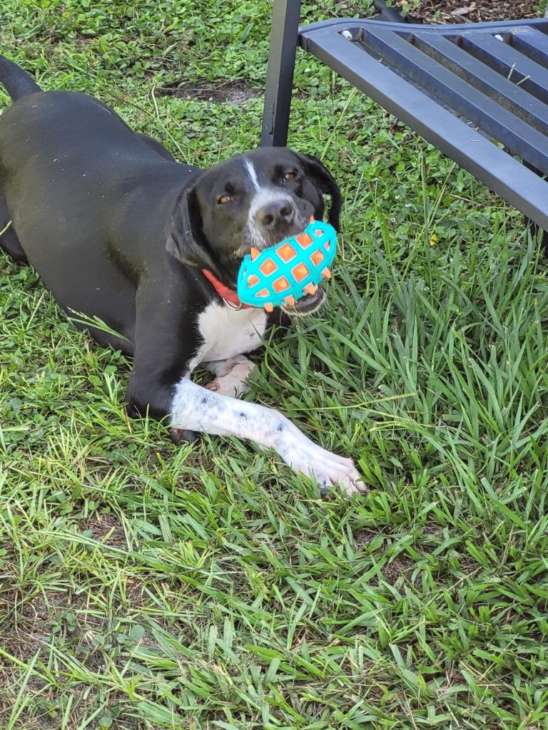 Enlarge Cancun, a Adoptable Mixed Breed in Ocala, FL image 4/6