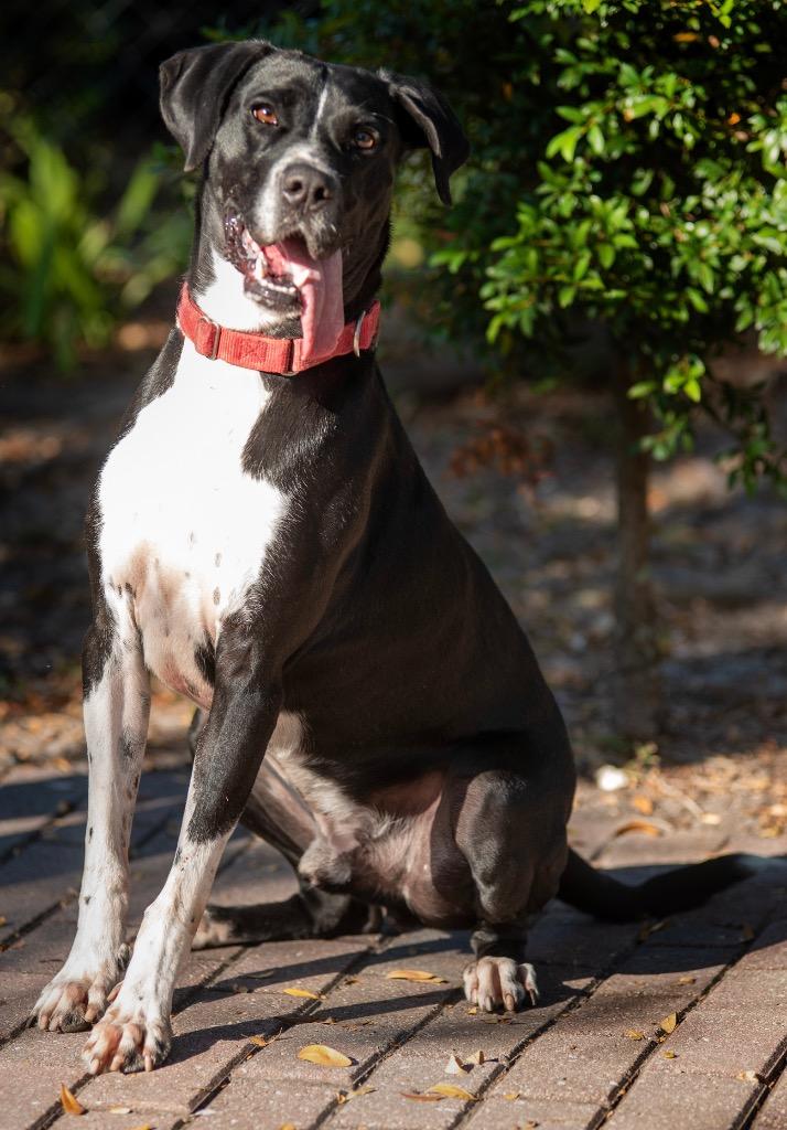 Enlarge Cancun, a Adoptable Mixed Breed in Ocala, FL image 6/6