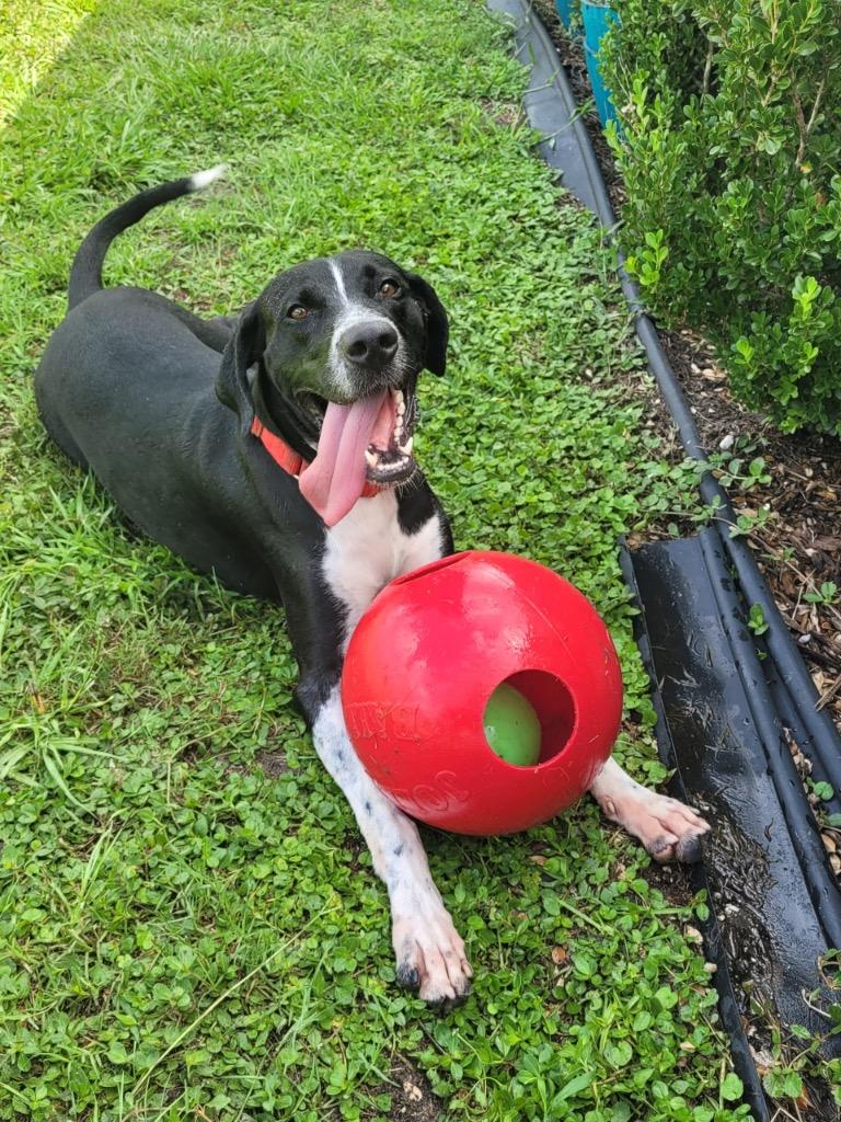 Enlarge Cancun, a Adoptable Mixed Breed in Ocala, FL image 6/6