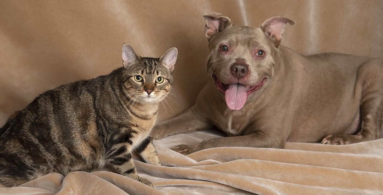 Bella and Sabrina, a ADOPTABLE Pit Bull Terrier in Chicago, IL image 3/3