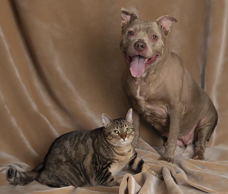 Bella and Sabrina, ADOPTABLE, Senior Female Pit Bull Terrier.