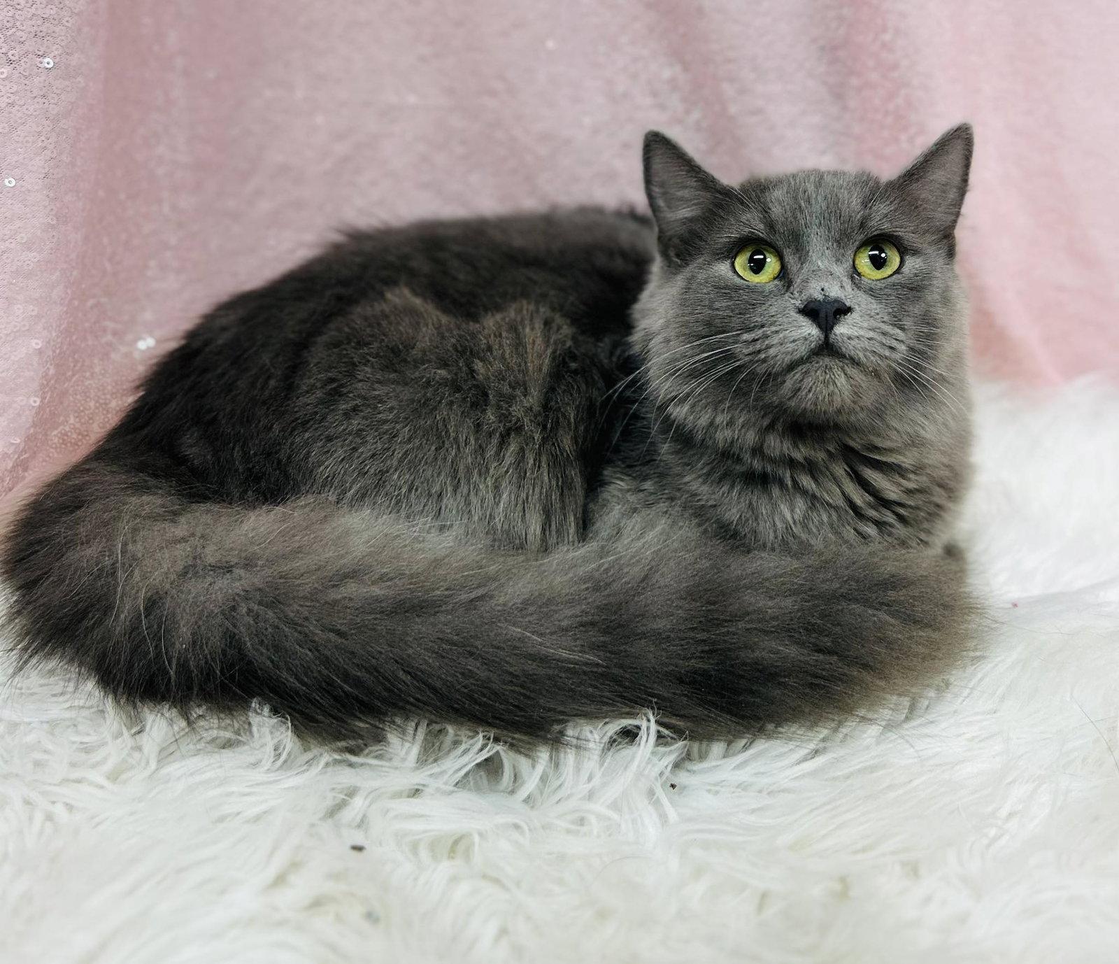 Fortune, Adoptable, Adult Female Domestic Medium Hair.