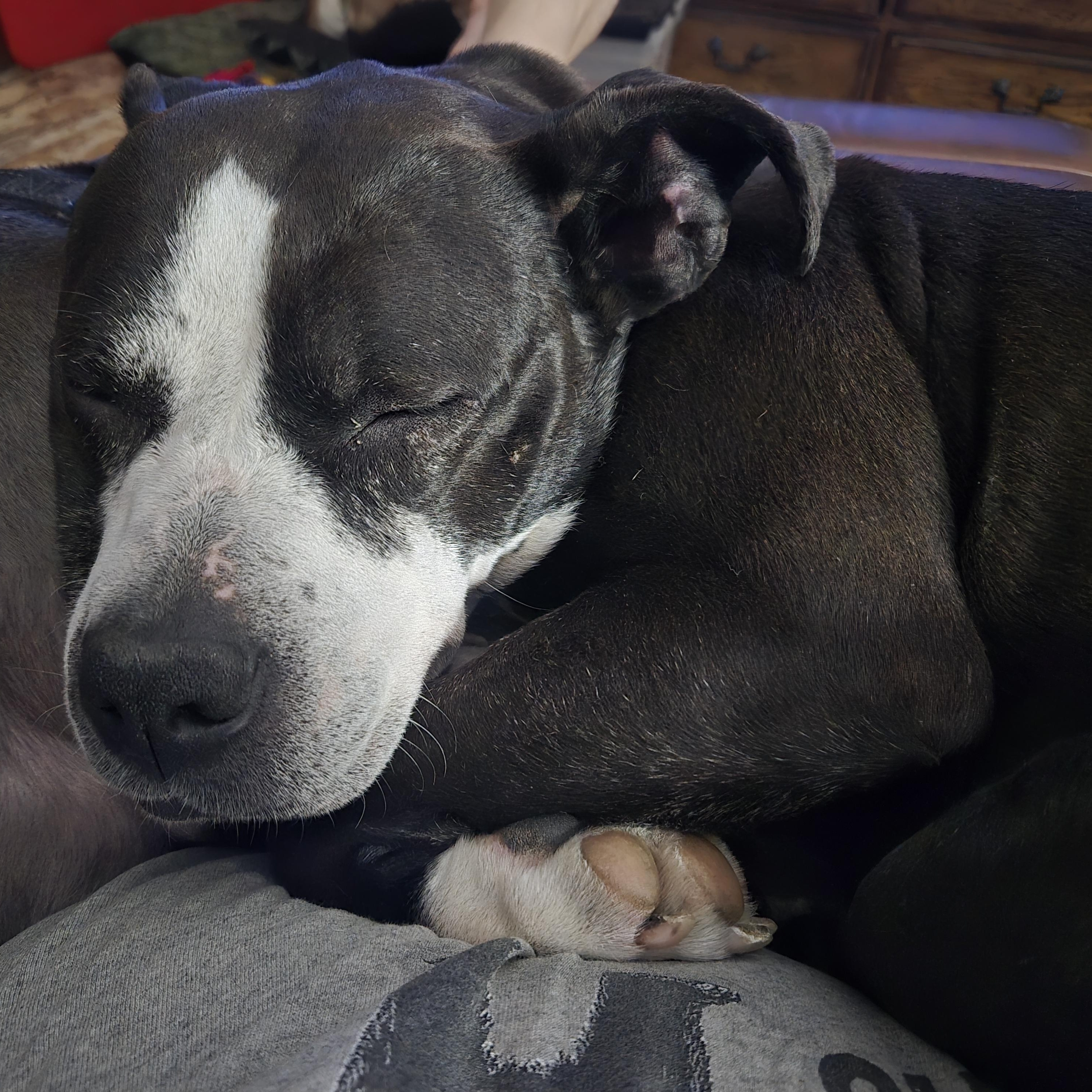 Summer, Adopted, Young Female Pit Bull Terrier.