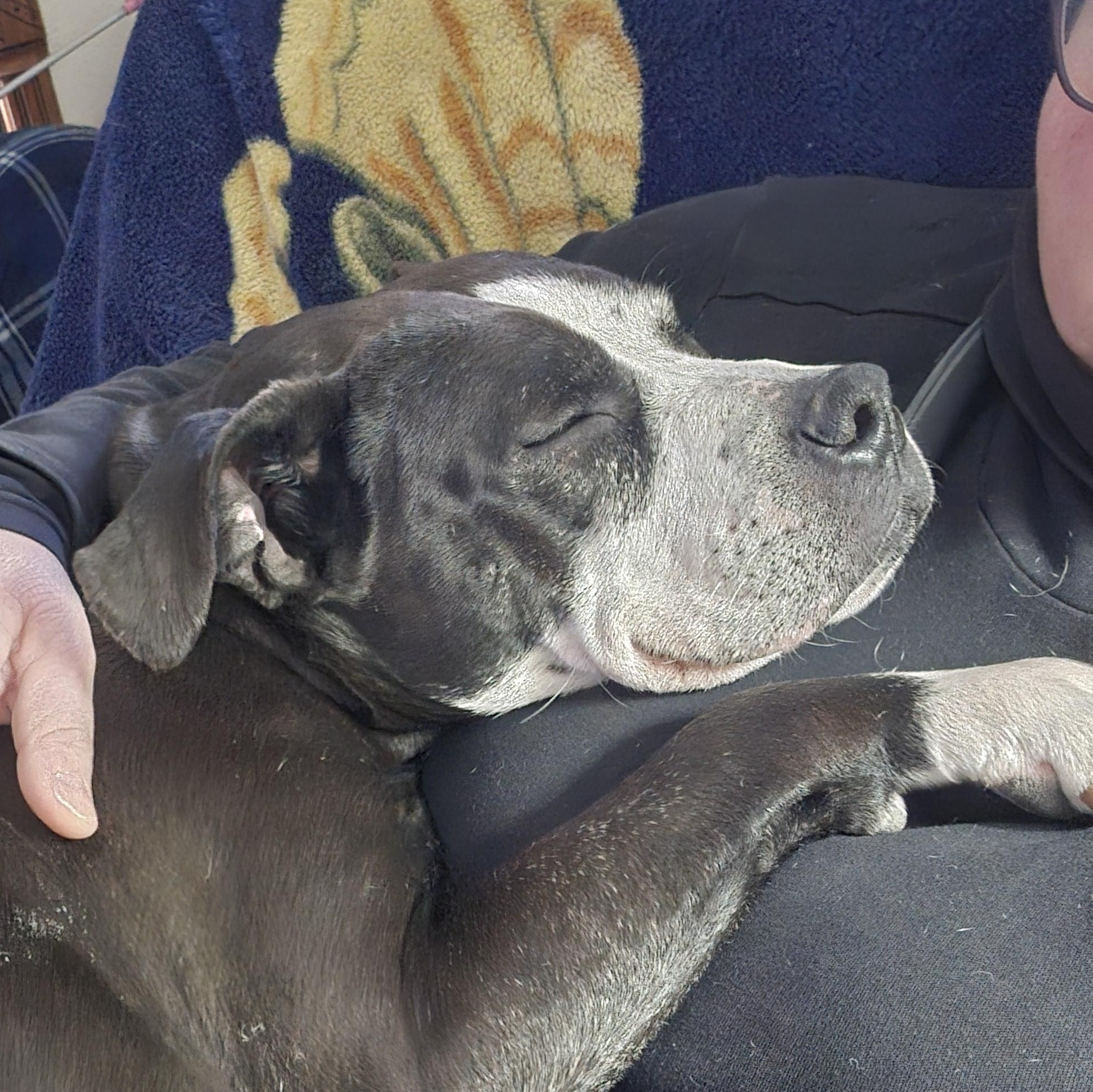 Summer, a Adopted mixed breed in Delphi, IN image 2/6