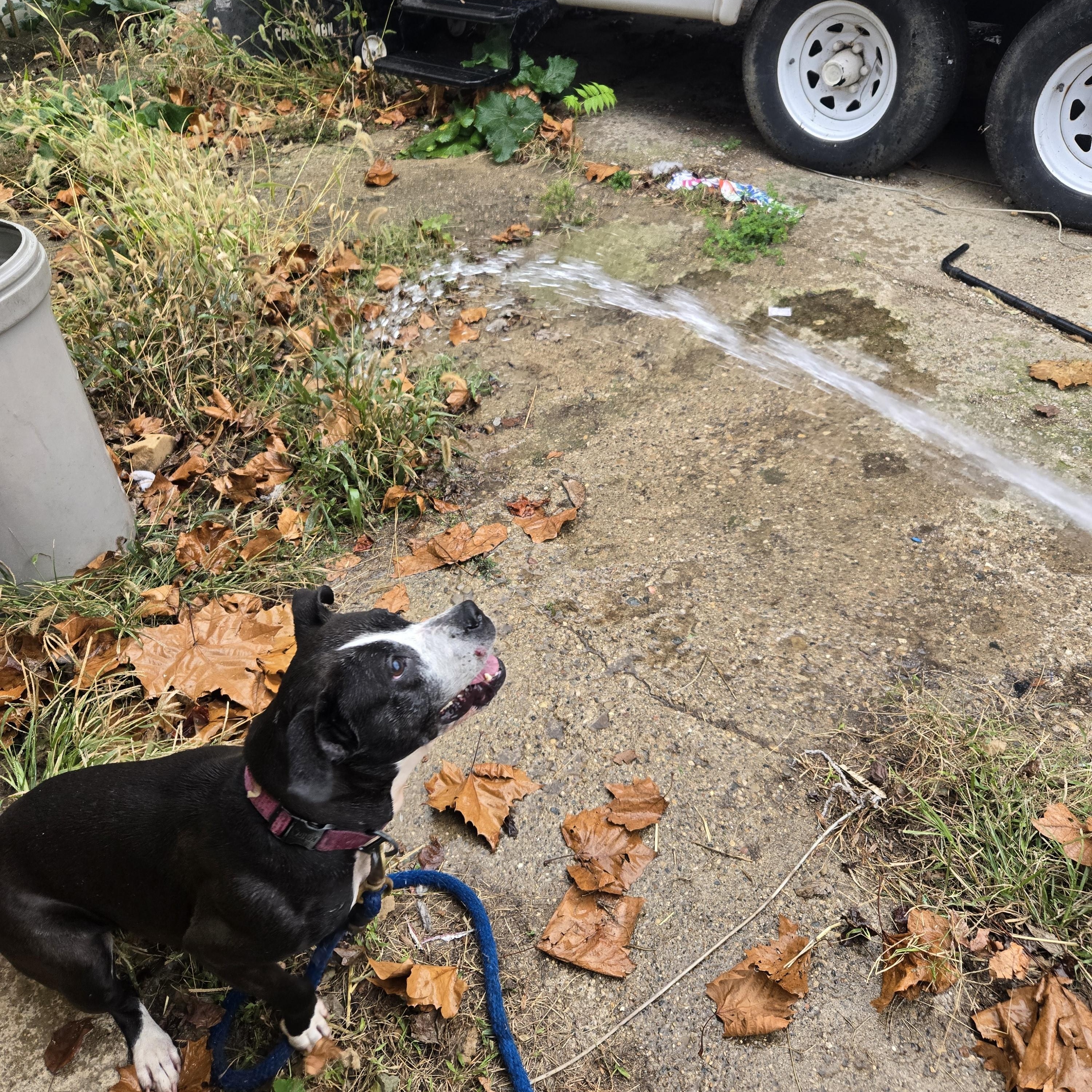 Summer, a Adopted mixed breed in Delphi, IN image 3/6