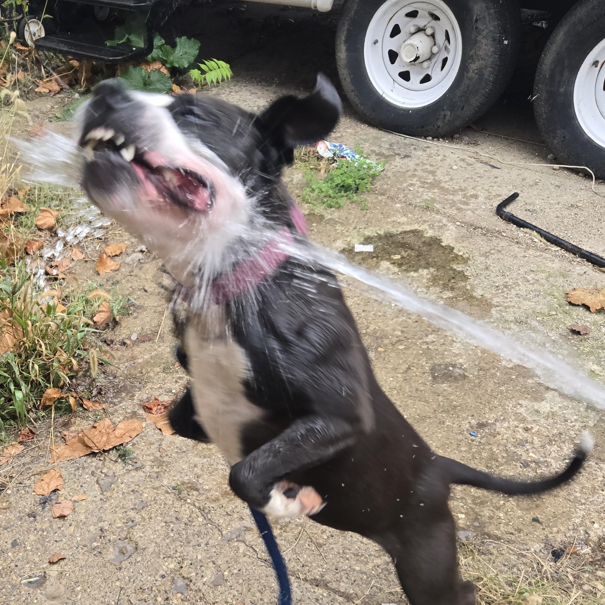 Summer, a Adopted mixed breed in Delphi, IN image 4/6