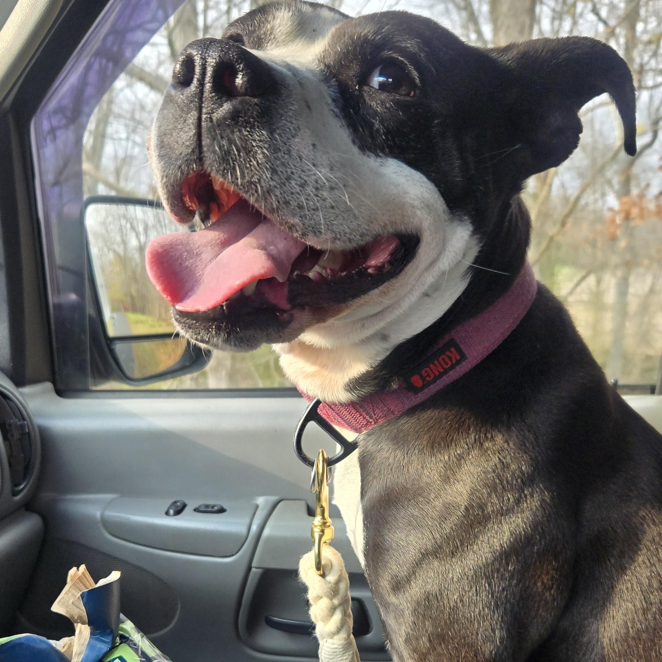 Summer, a Adopted mixed breed in Delphi, IN image 5/6