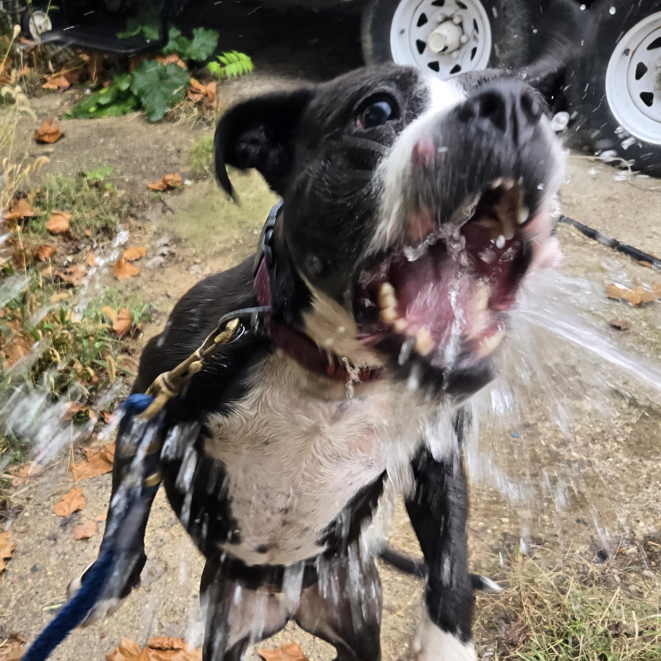 Summer, a Adopted mixed breed in Delphi, IN image 6/6