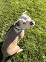 Enlarge Eva, a Adoptable American Staffordshire Terrier in Redmond, OR image 2/4