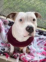 Eva, Adoptable, Adult Female American Staffordshire Terrier.
