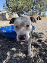 Enlarge Eva, a Adoptable American Staffordshire Terrier in Redmond, OR image 4/4