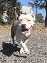 Enlarge Eva, a Adoptable American Staffordshire Terrier in Redmond, OR image 3/4