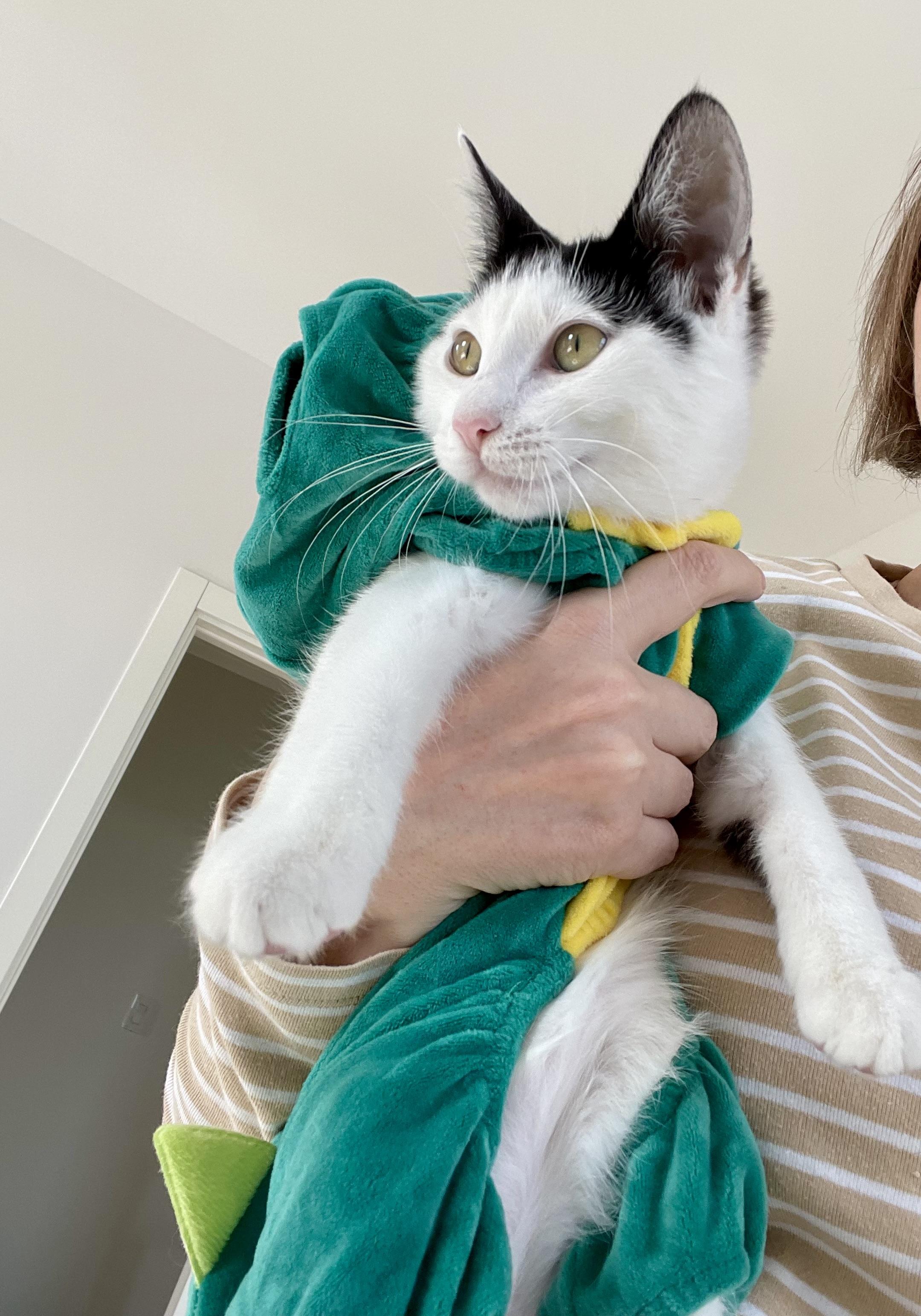 Lula, Adopted, Kitten Female Domestic Short Hair.