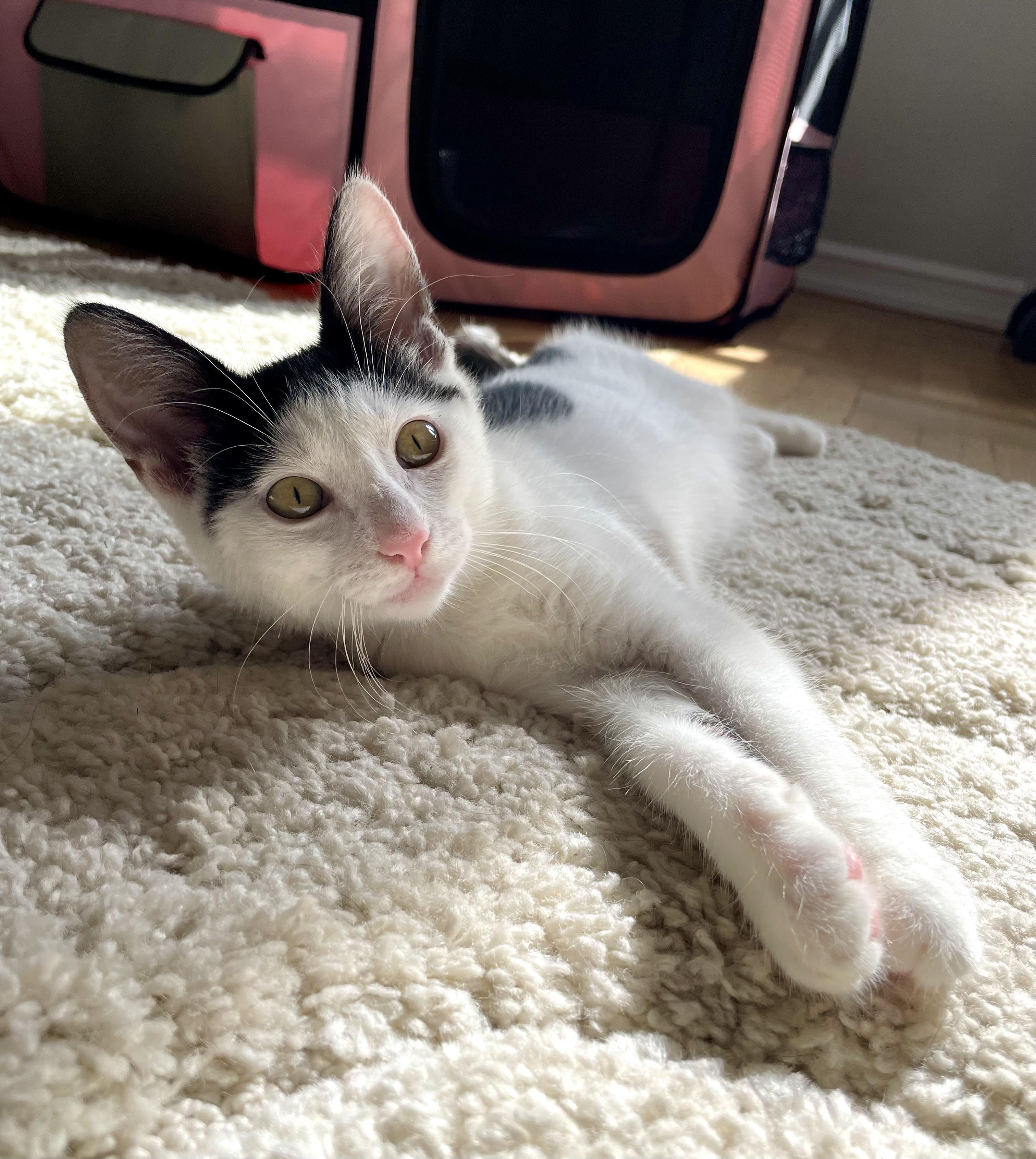 Lula, a Adopted Domestic Short Hair in Brooklyn , NY image 5/6