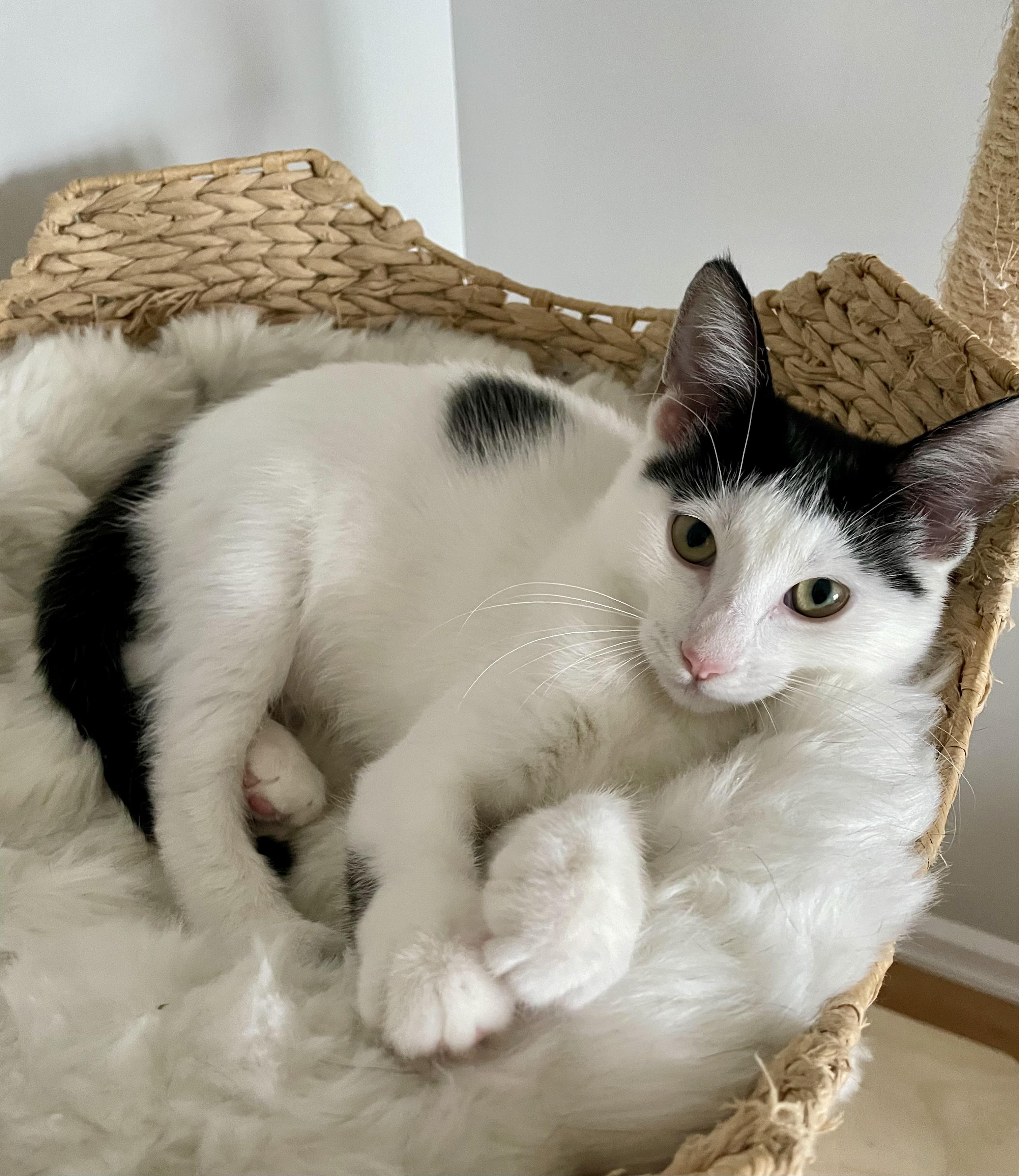 Lula, a Adopted Domestic Short Hair in Brooklyn , NY image 4/6