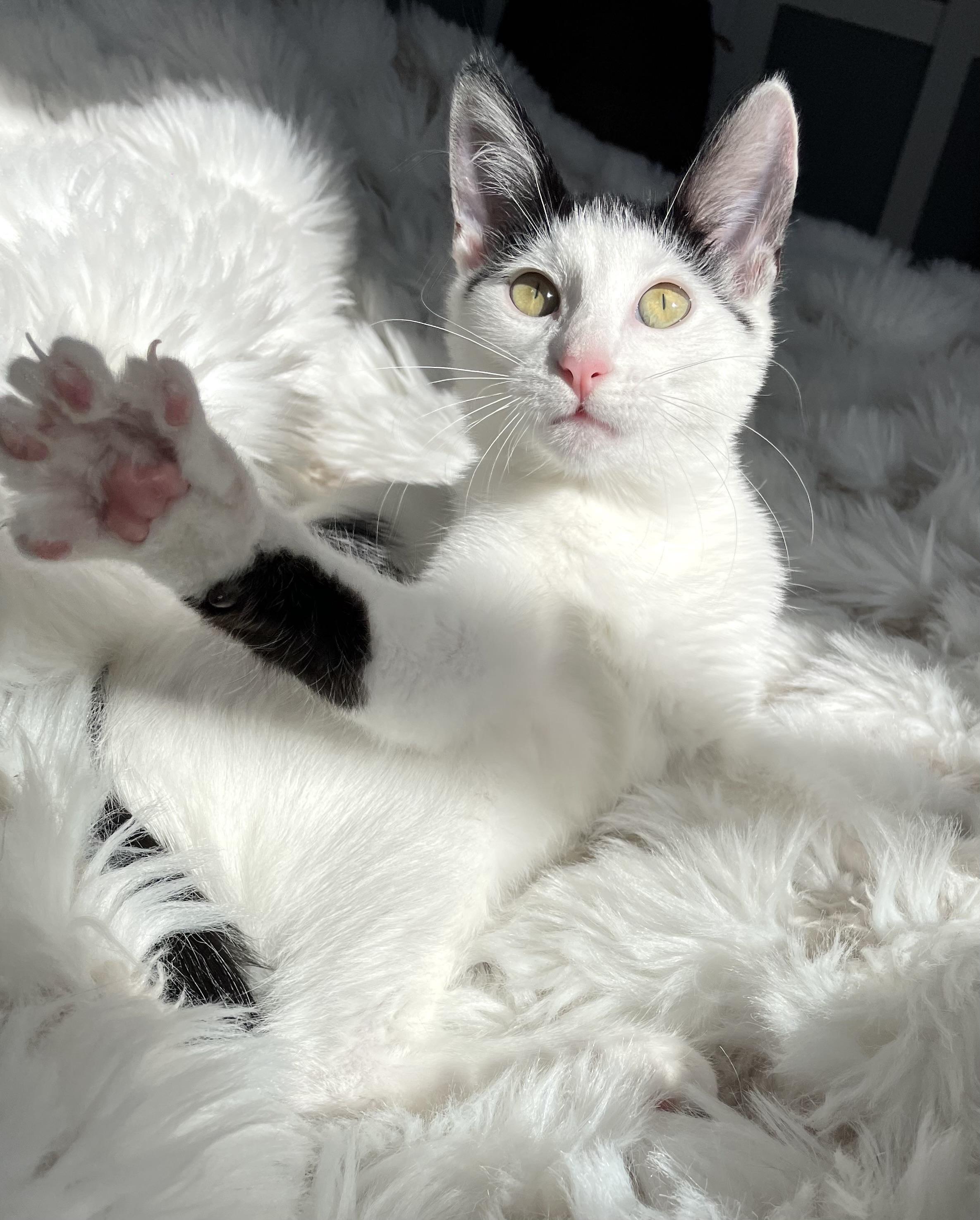 Lula, a Adopted Domestic Short Hair in Brooklyn , NY image 6/6