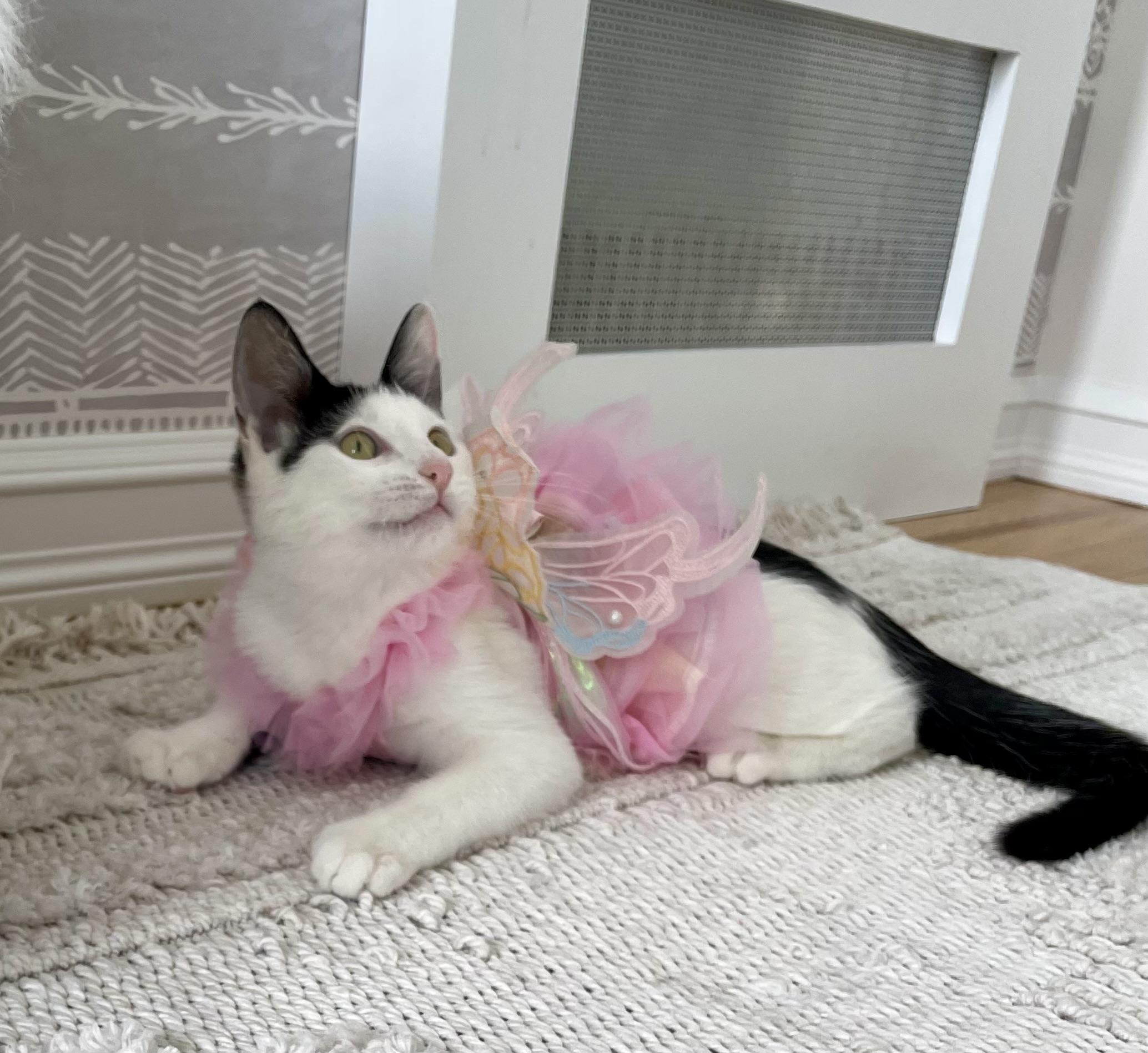 Lula, a Adopted Domestic Short Hair in Brooklyn , NY image 3/6