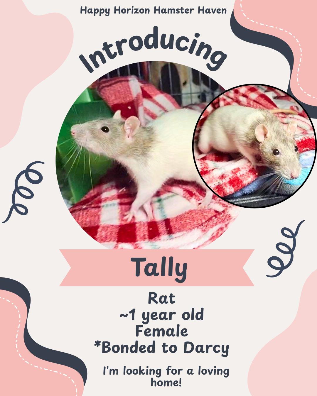 Darcy & Tally