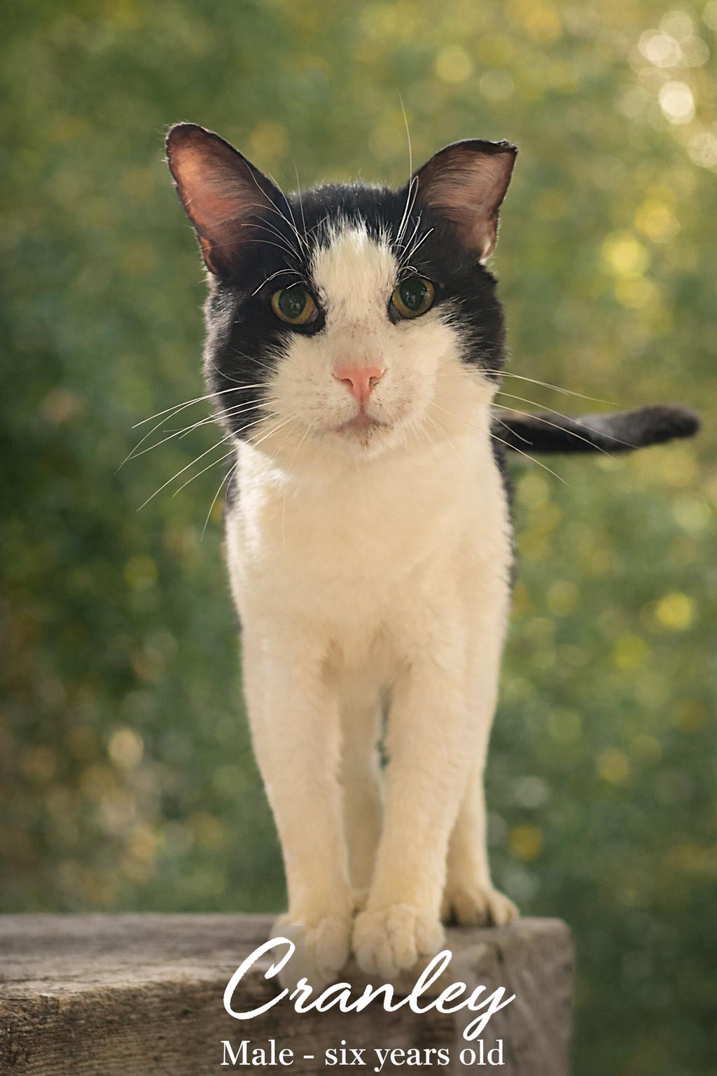 Enlarge Cranley, a ADOPTABLE mixed breed in Reno, NV image 1/1