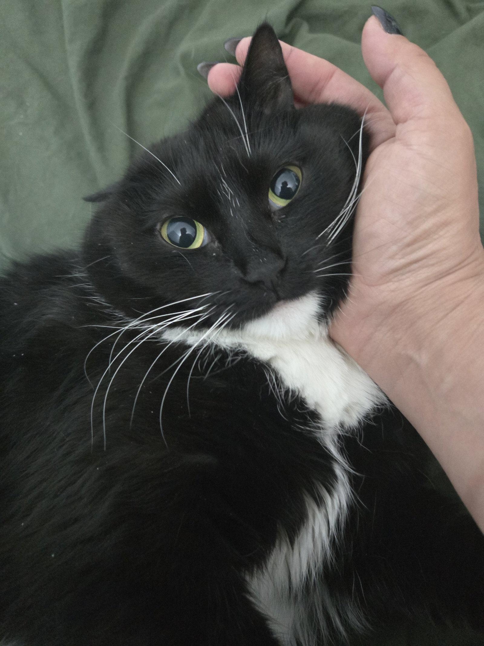 Casandra, Adoptable, Adult Female Domestic Short Hair.