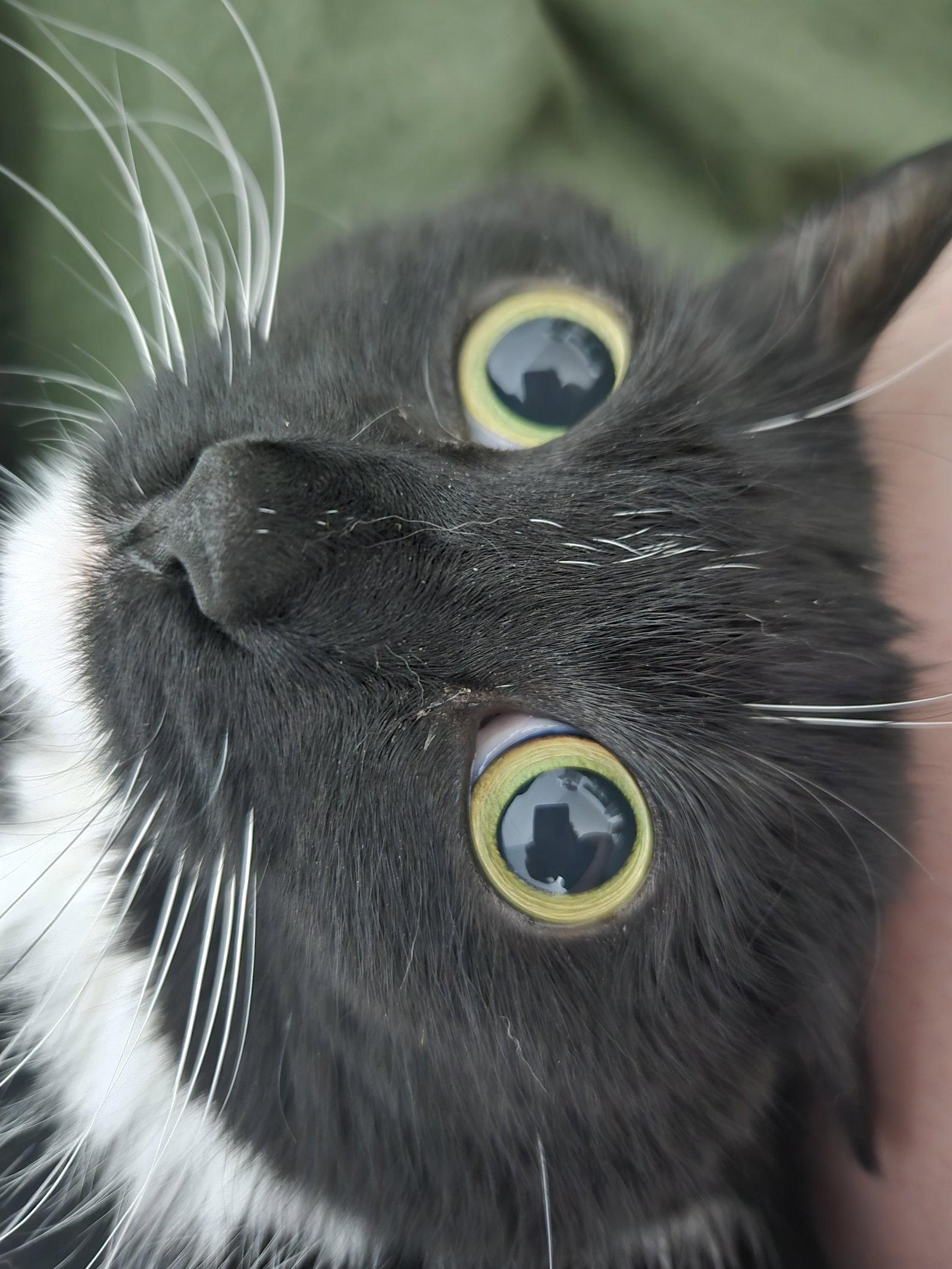 Enlarge Casandra, a Adoptable Domestic Short Hair in Wheaton, IL image 2/3