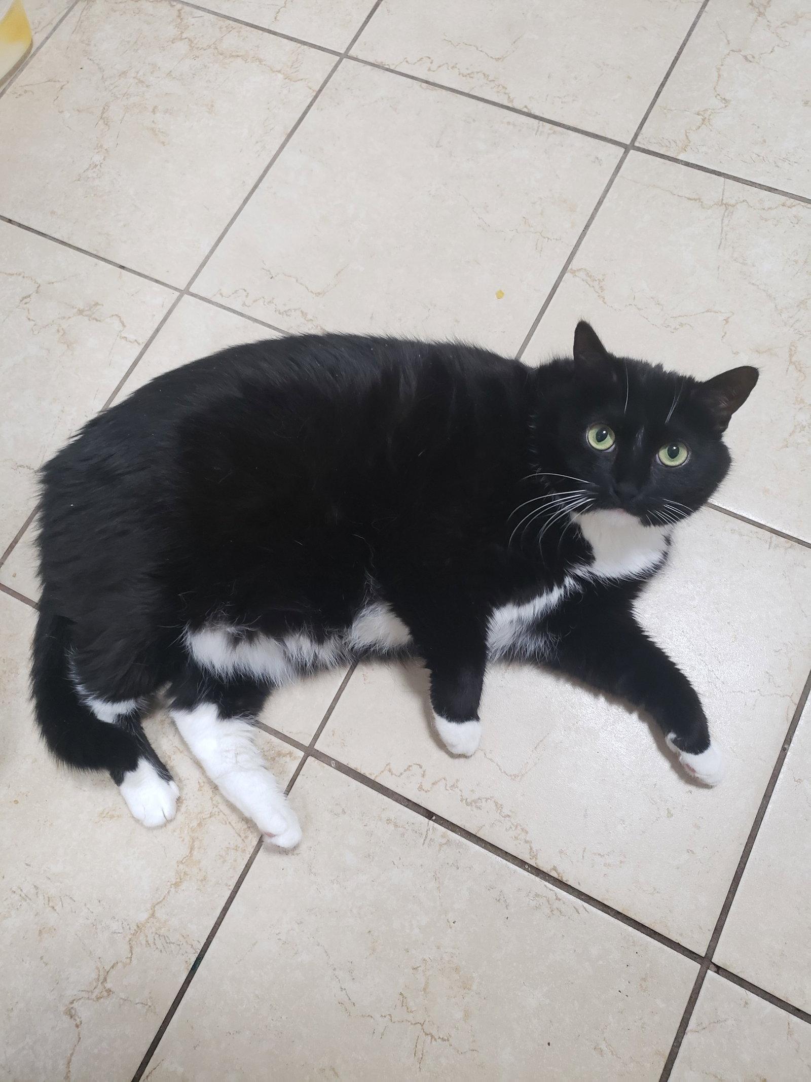 Enlarge Casandra, a Adoptable Domestic Short Hair in Wheaton, IL image 3/3