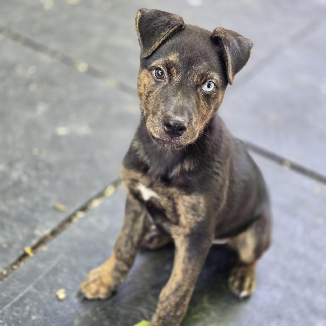 Nash, Adoptable, Puppy Male Mixed Breed.