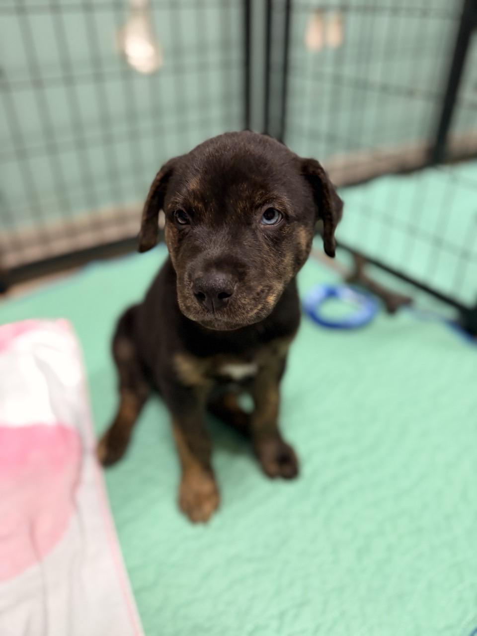 Nash, a Adoptable Mixed Breed in Mansfield, TX image 5/5