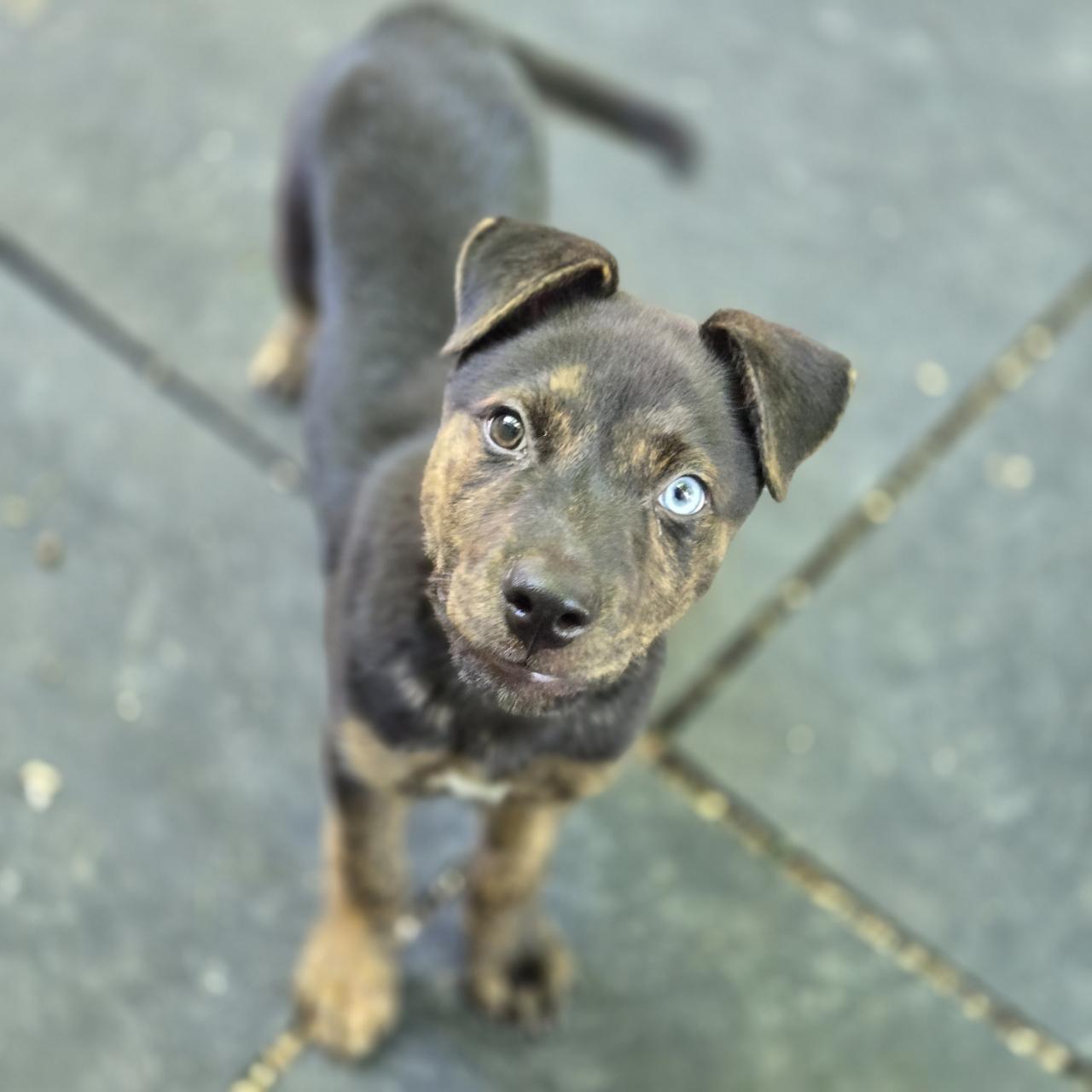 Nash, a Adoptable Mixed Breed in Mansfield, TX image 2/5