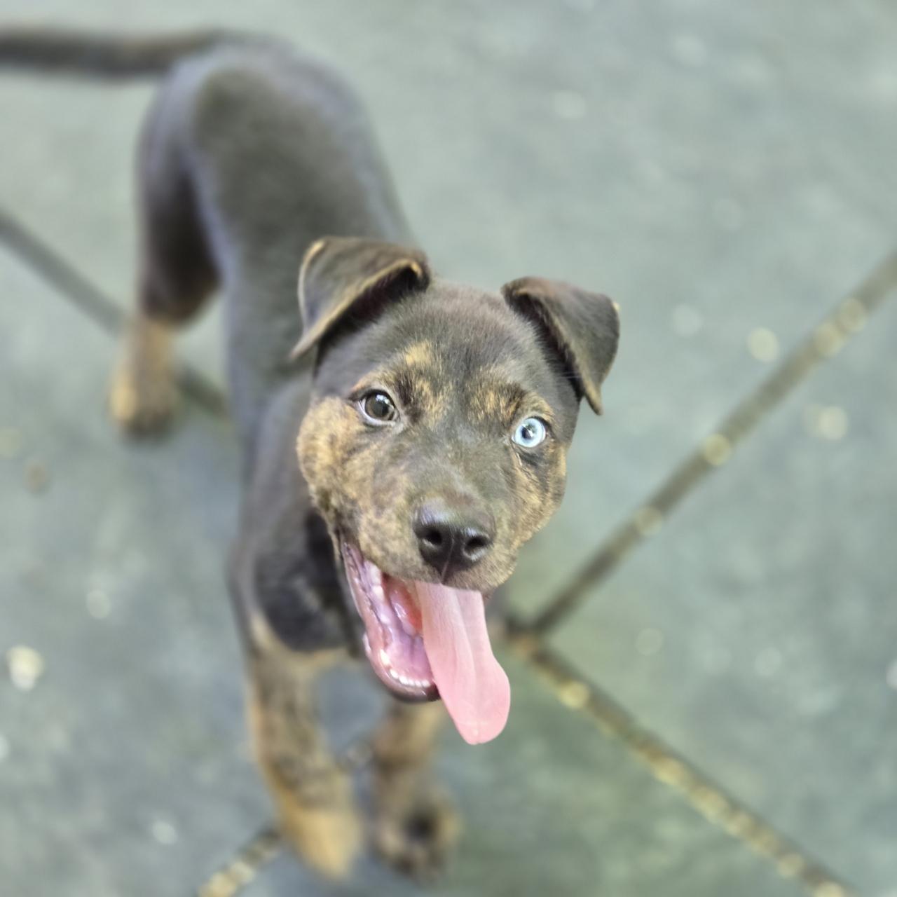 Nash, a Adoptable Mixed Breed in Mansfield, TX image 4/5