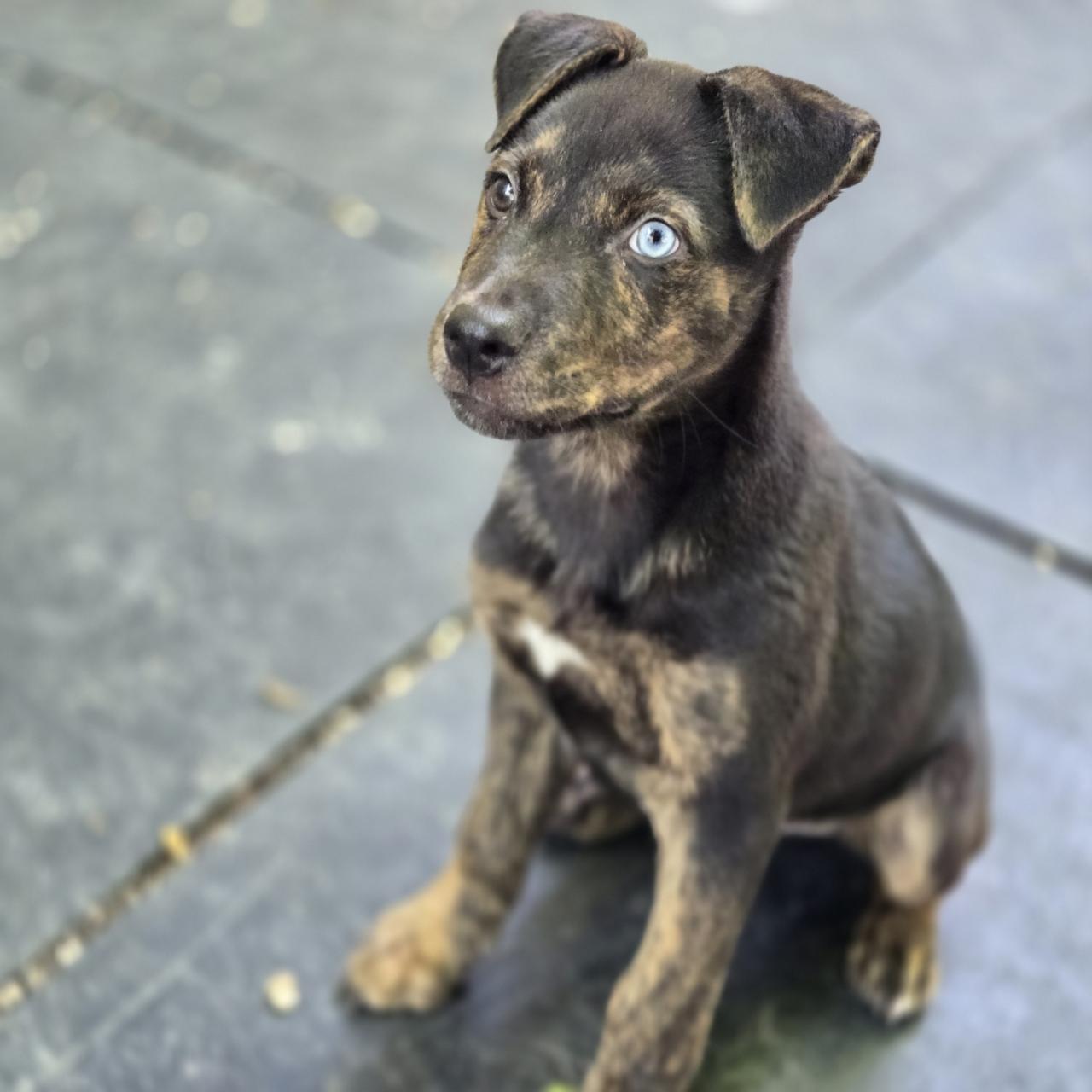Nash, a Adoptable Mixed Breed in Mansfield, TX image 3/5