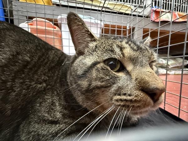 Santa Claus thumbnail 2