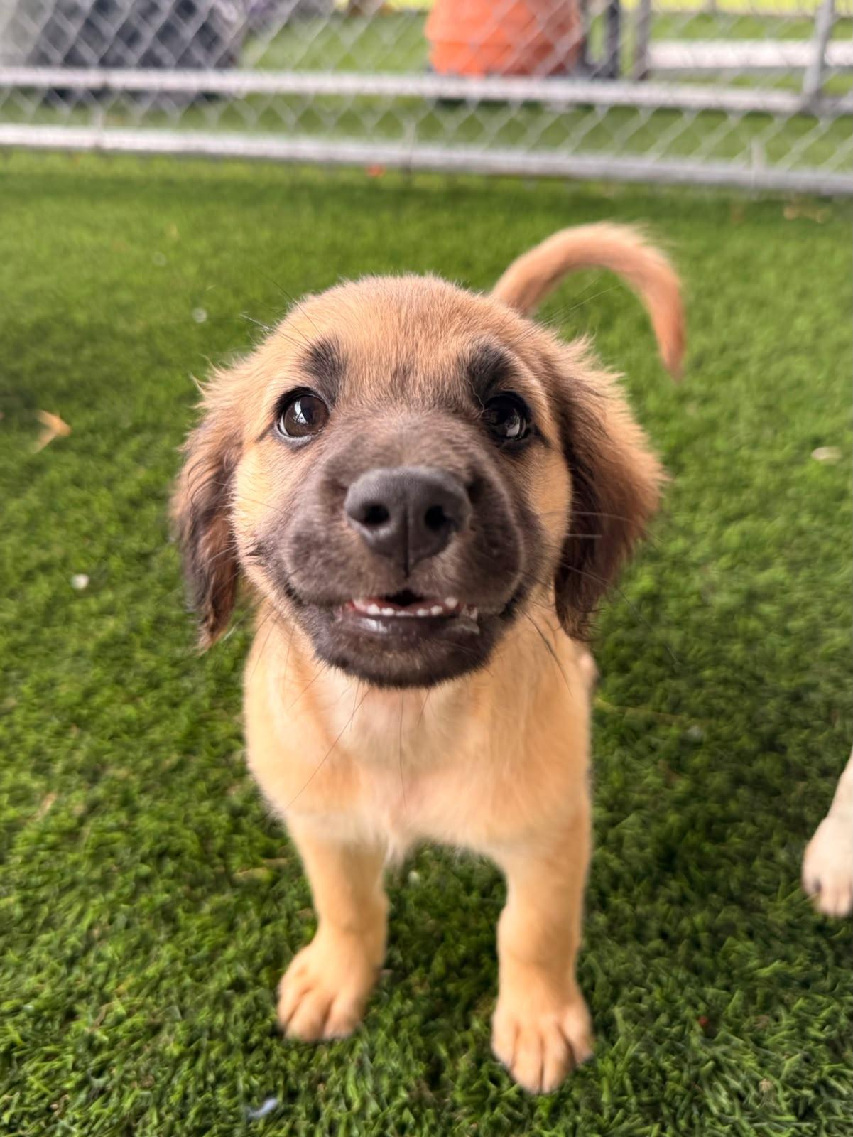 England, adopted, Puppy Female Mixed Breed.
