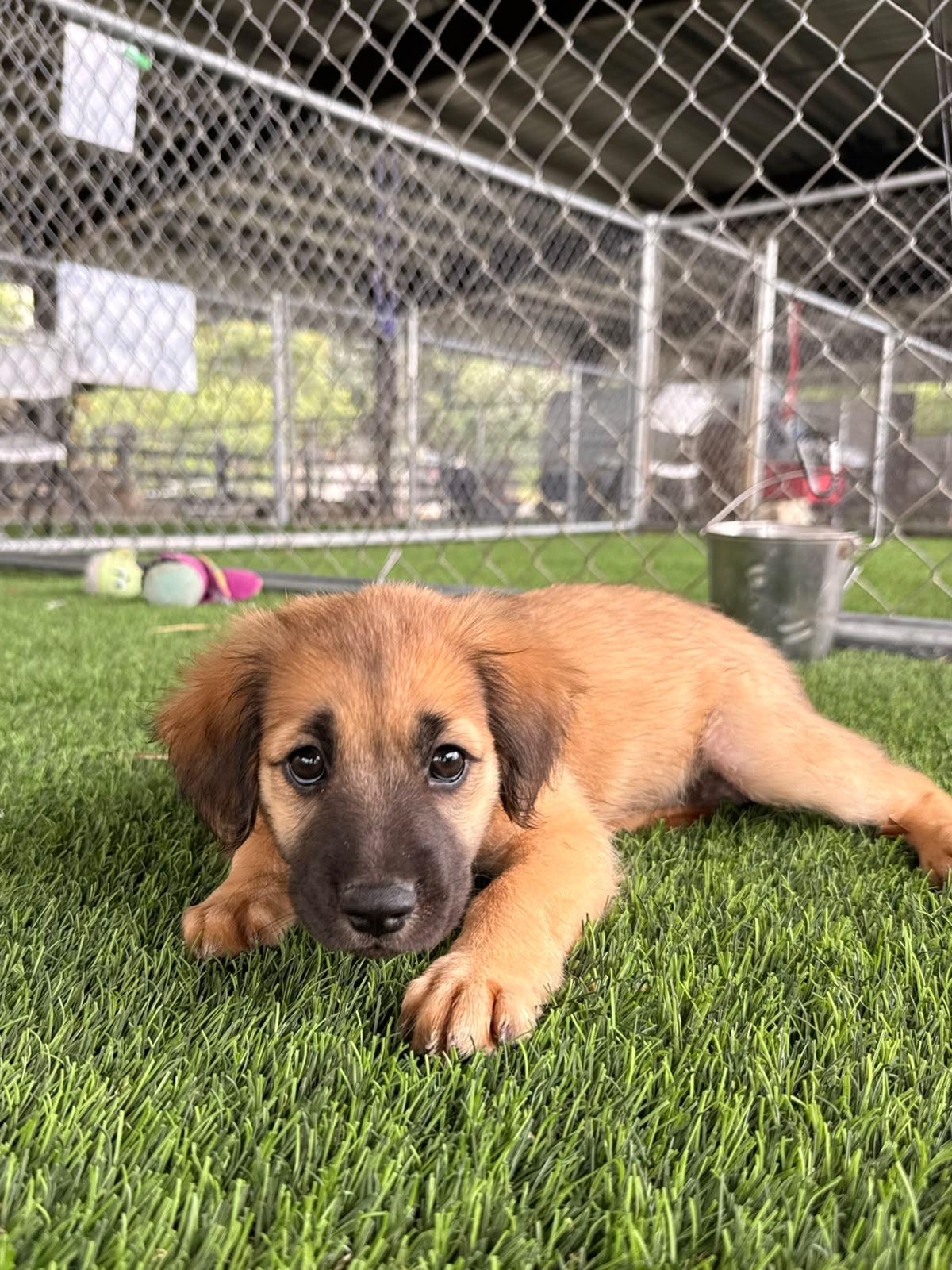 England, a ADOPTABLE Mixed Breed in Morristown, NJ image 2/3