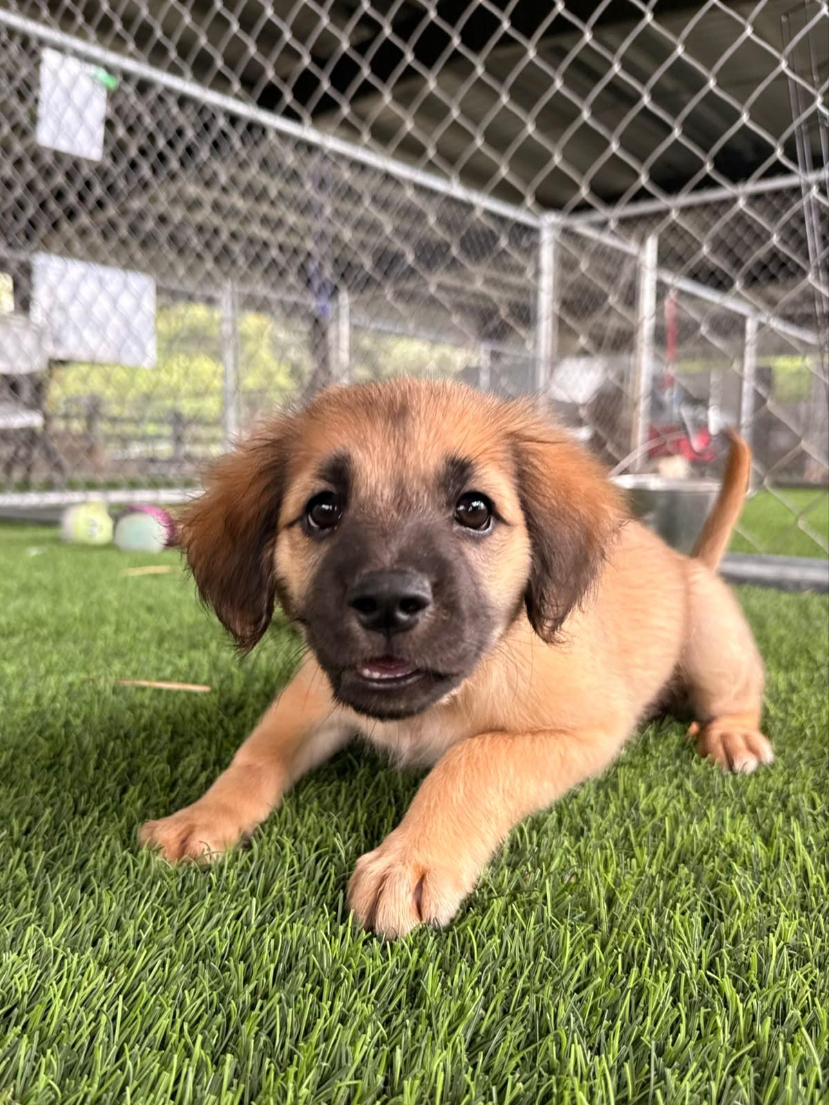 England, a ADOPTABLE Mixed Breed in Morristown, NJ image 3/3