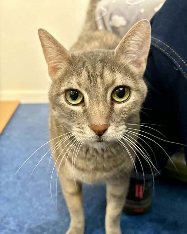 Enlarge Katzi 195543, a Adoptable Domestic Short Hair in Petaluma, CA image 1/3