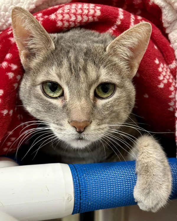 Enlarge Katzi 195543, a Adoptable Domestic Short Hair in Petaluma, CA image 2/3