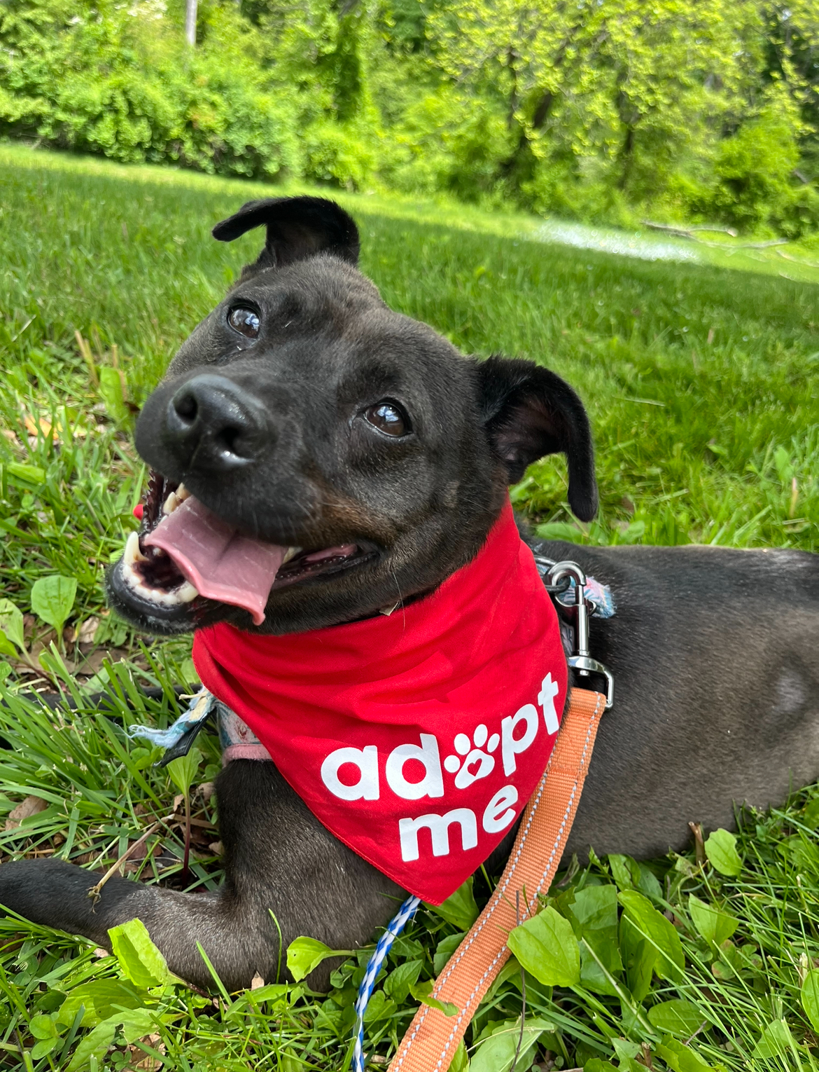 Tipsy, Adoptable, Adult Female Hound.