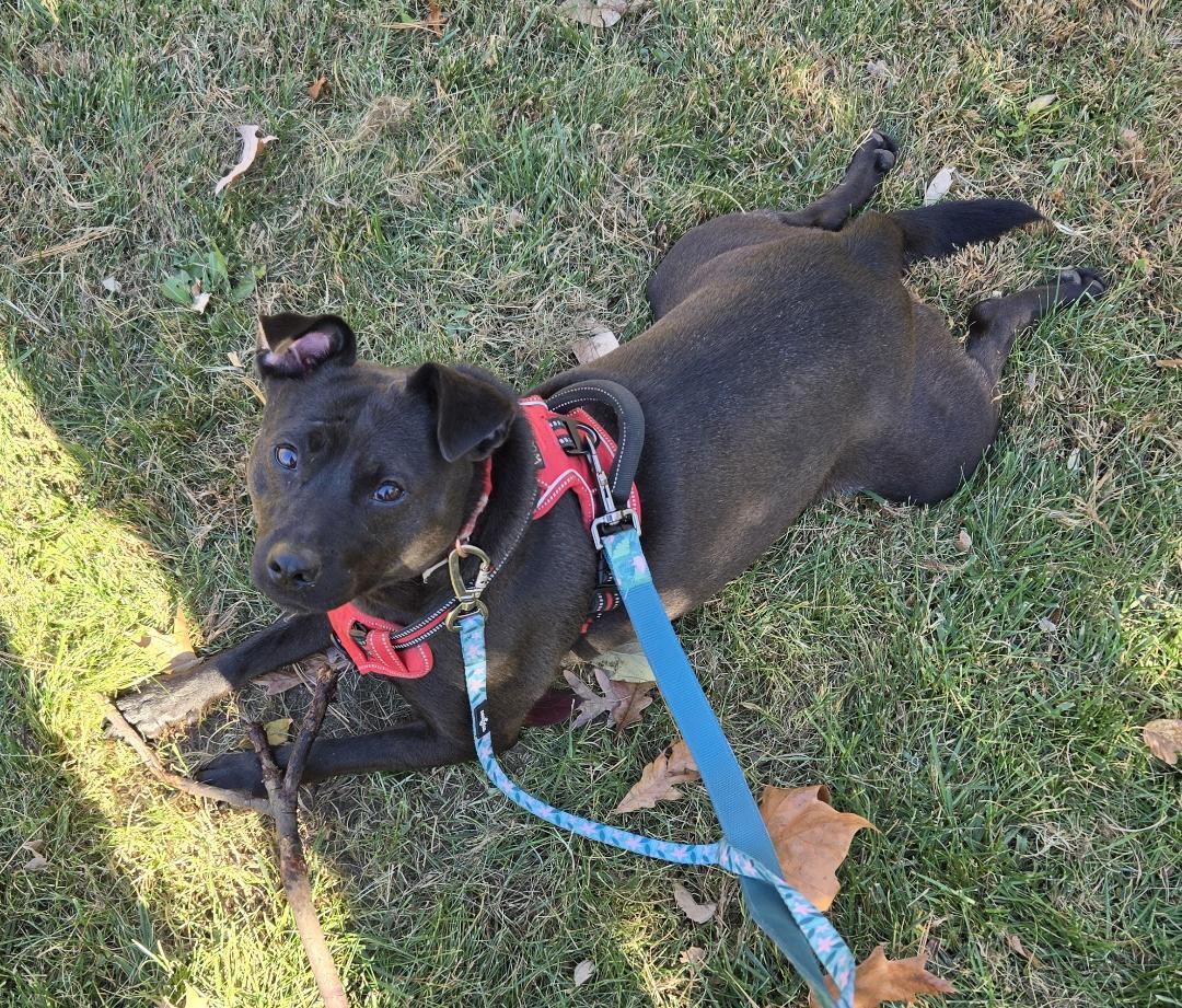 Tipsy, a Adoptable mixed breed in Lambertville, NJ image 2/5