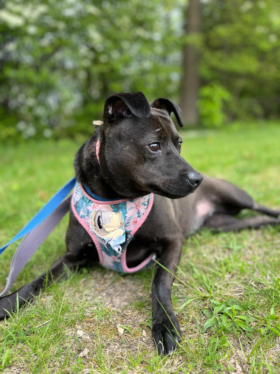 Tipsy, a Adoptable mixed breed in Lambertville, NJ image 3/5