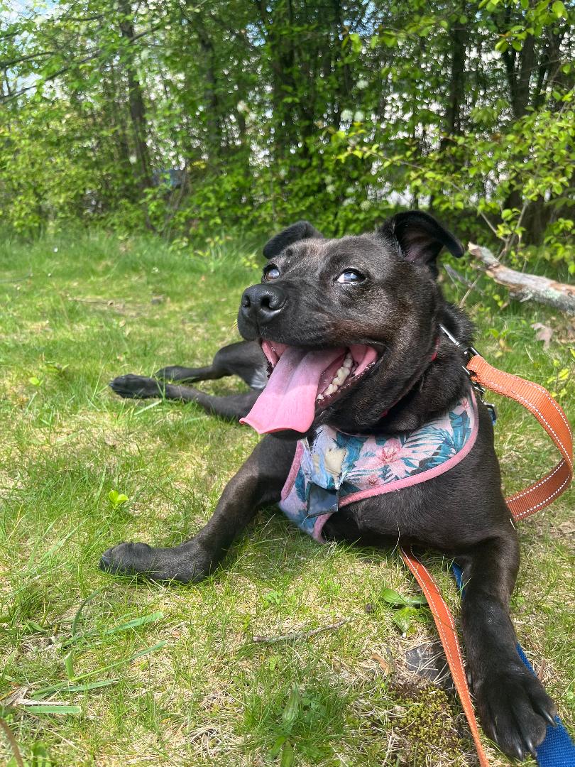 Tipsy, a Adoptable mixed breed in Lambertville, NJ image 4/5