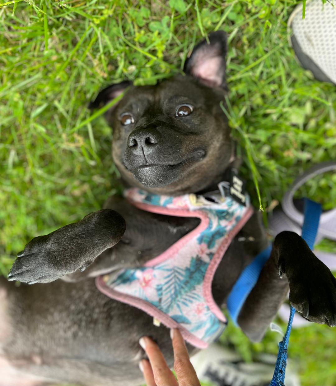 Tipsy, a Adoptable mixed breed in Lambertville, NJ image 5/5
