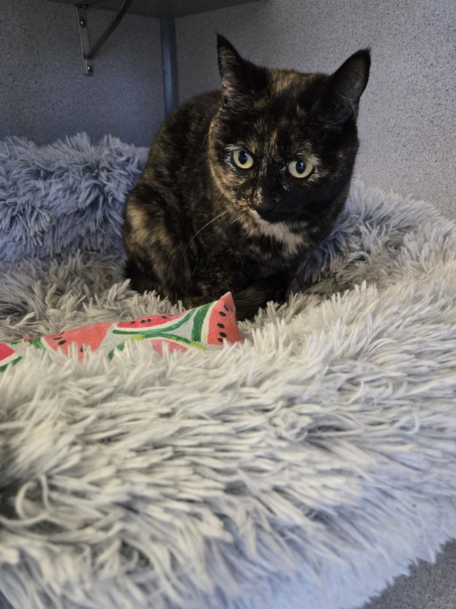 Tosca, Adopted, Young Female Domestic Short Hair.