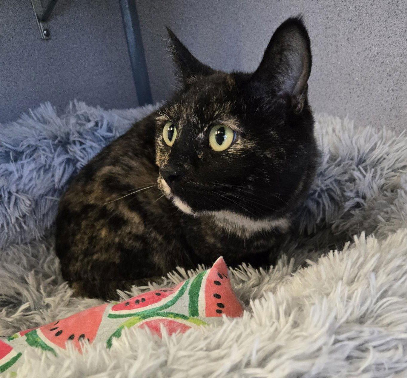 Tosca, a Adopted Domestic Short Hair in Evergreen, CO image 2/2