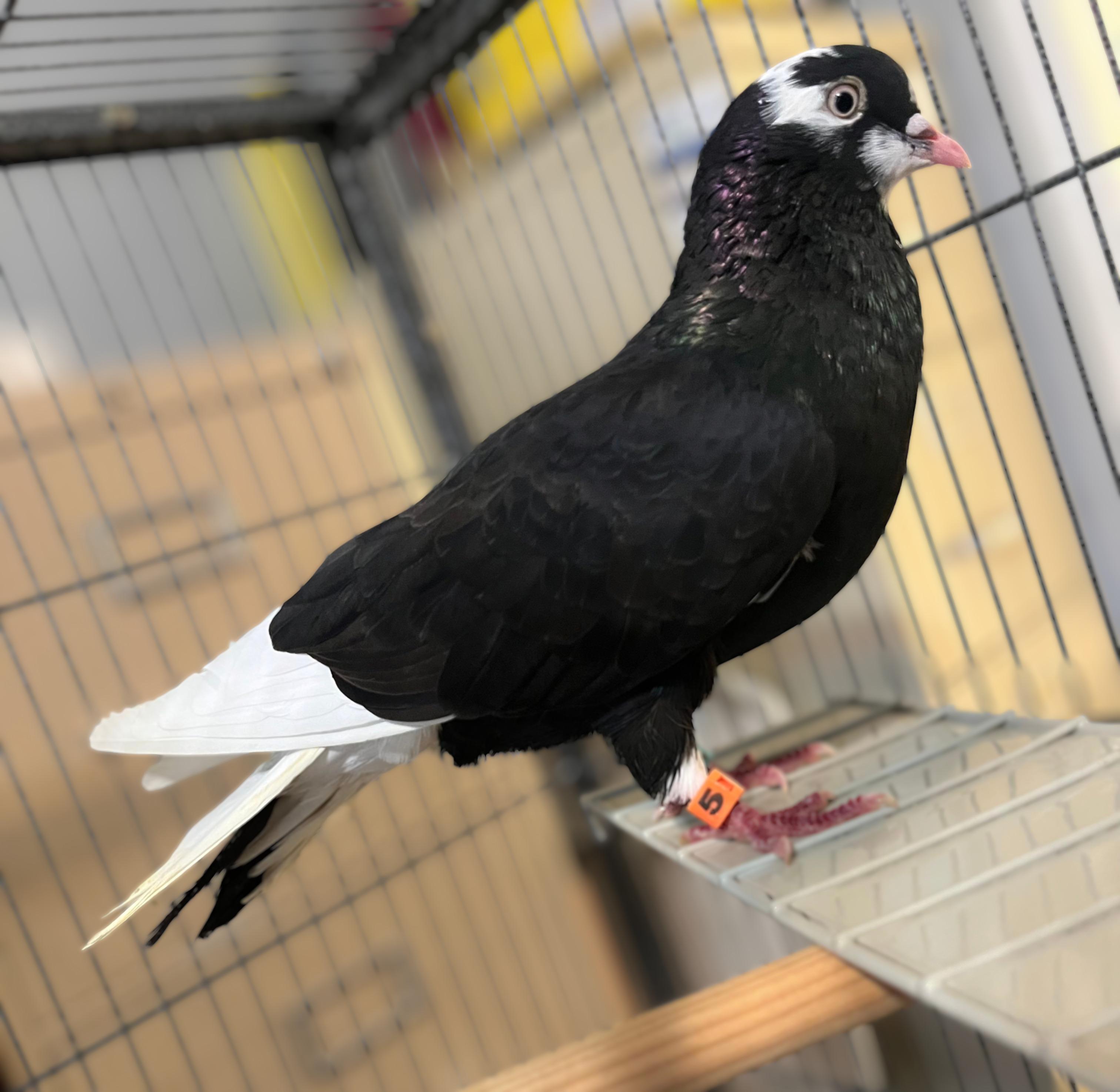 Enlarge New York City, a Adopted Pigeon in Seville, OH image 1/2