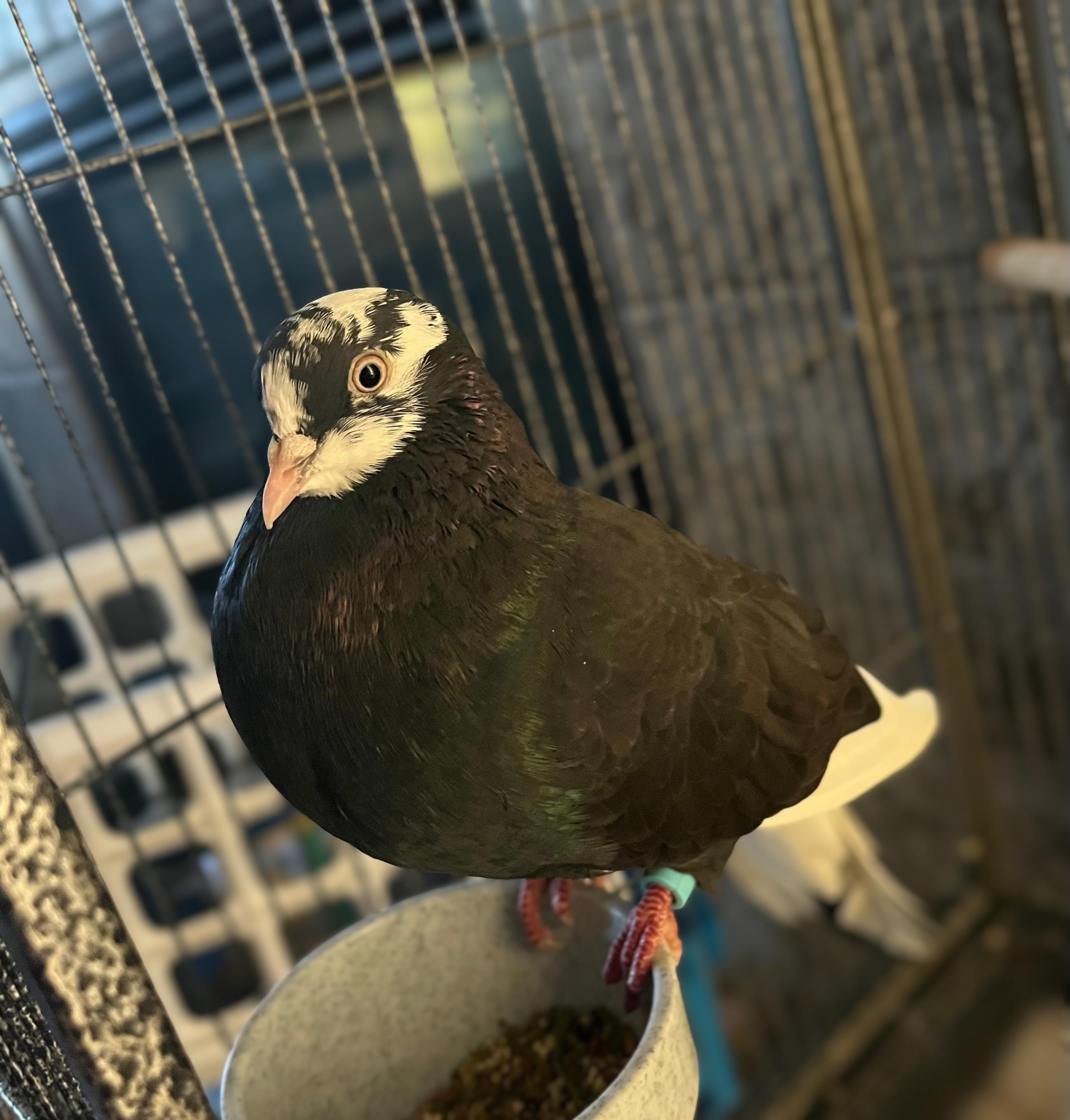 Enlarge New York City, a Adopted Pigeon in Seville, OH image 2/2